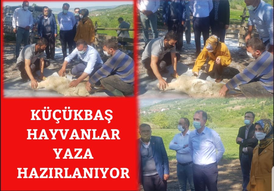 KÜÇÜKBAŞ HAYVANLAR YAZA HAZIRLANIYOR