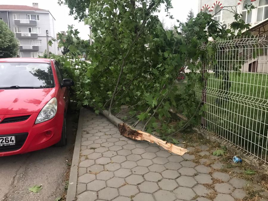 Kopan ağaç dalı özel otomobilin üzerine düştü.