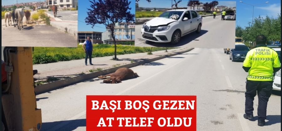 BAŞI BOŞ GEZEN AT TELEF OLDU.