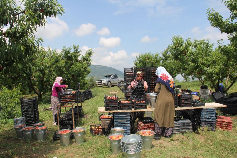 Şeftali hasadımız