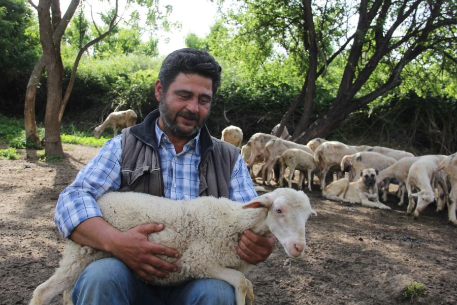 40 yıldır hayatını çobanlığa adadı. Hiç  evlenmedi