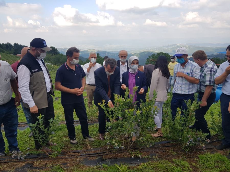 Aile tarımına elverişli meyve yaban mersini