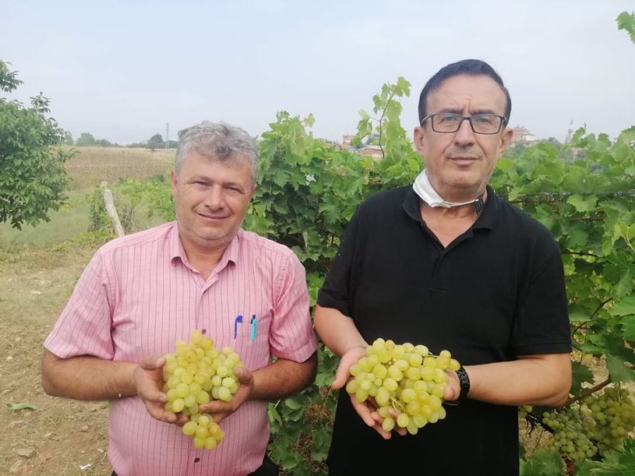 Akbaşlar Mahallesi’ndeki üzüm hasadı