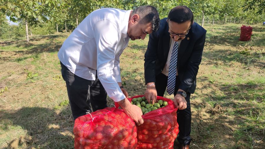 Hasadına başlanan ceviz,  çiftçilerin yüzünü güldürdü