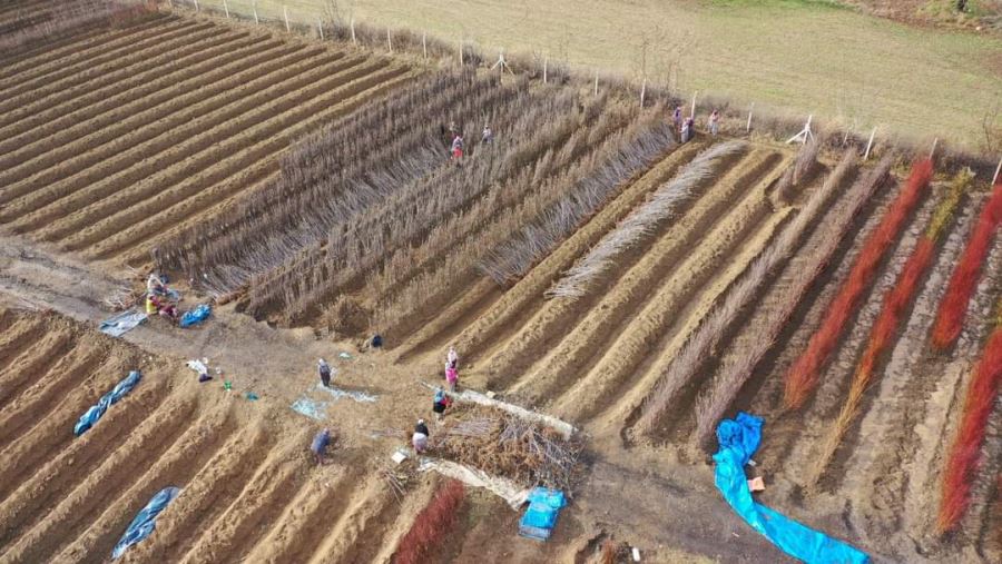 İnegöl’de çöğür hasadı başladı