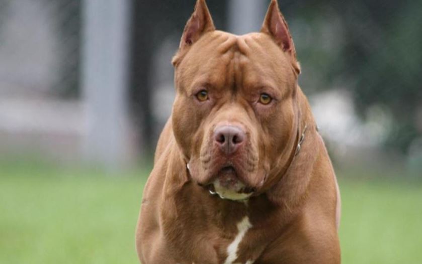 Gaziantepte iki pitbull