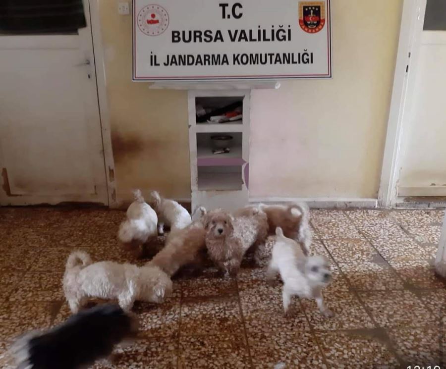 Çiftliğe köpek baskını 23 köpek ele geçirildi