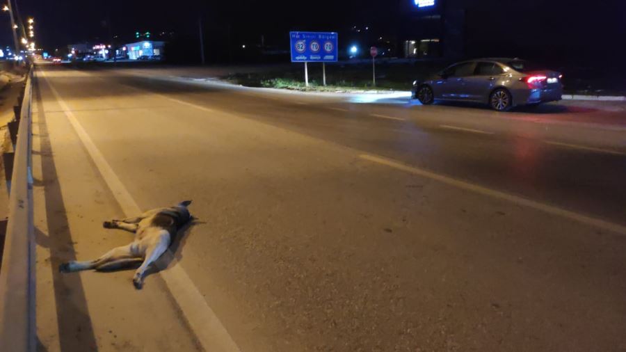 Köpek telef oldu, sürücü yaralandı