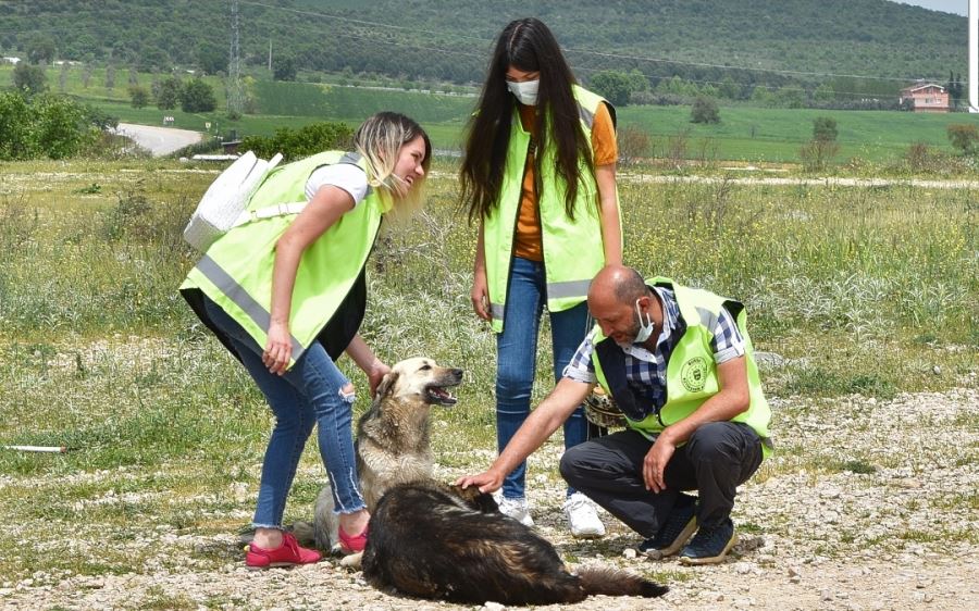 Gönüllüler can dostlar için yasağı deldi