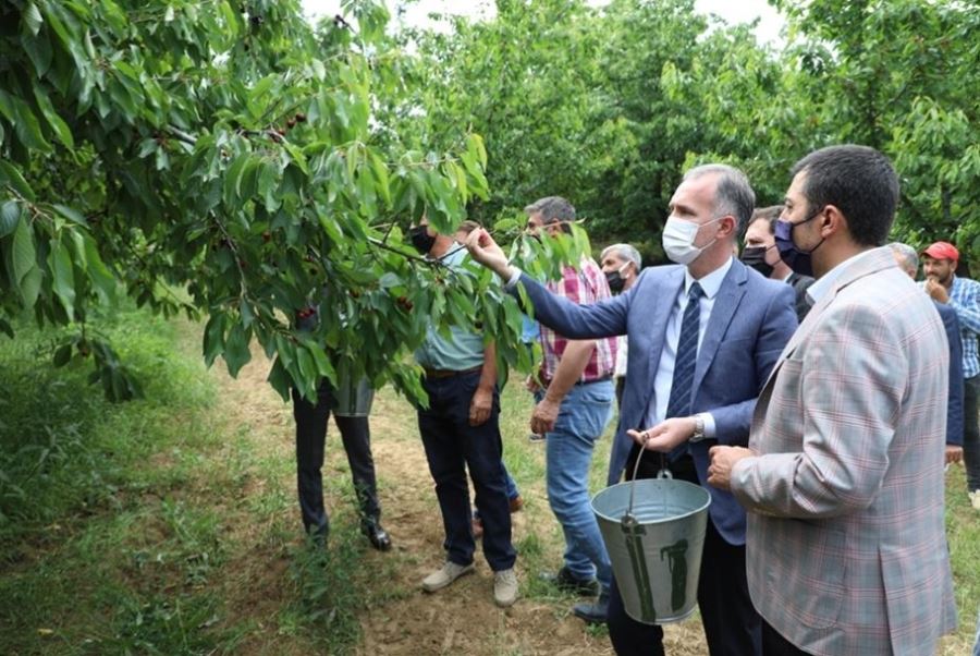 İnegöl’de Kiraz Hasadı Başladı