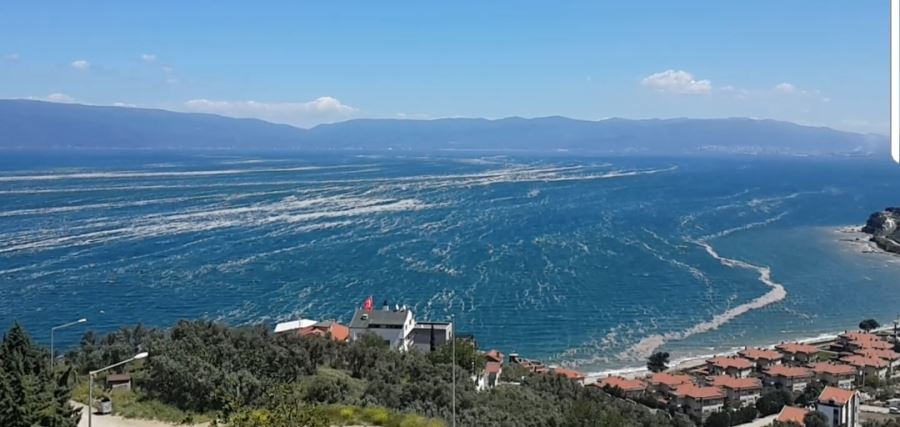 Mudanya yat limanı Deniz salyasıyla kaplandı