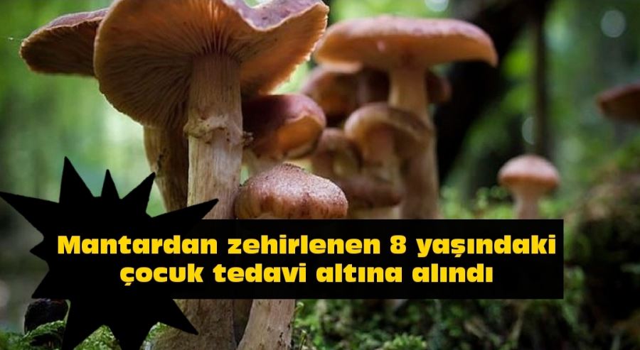 Mantardan zehirlenen 8 yaşındaki çocuk tedavi altına alındı