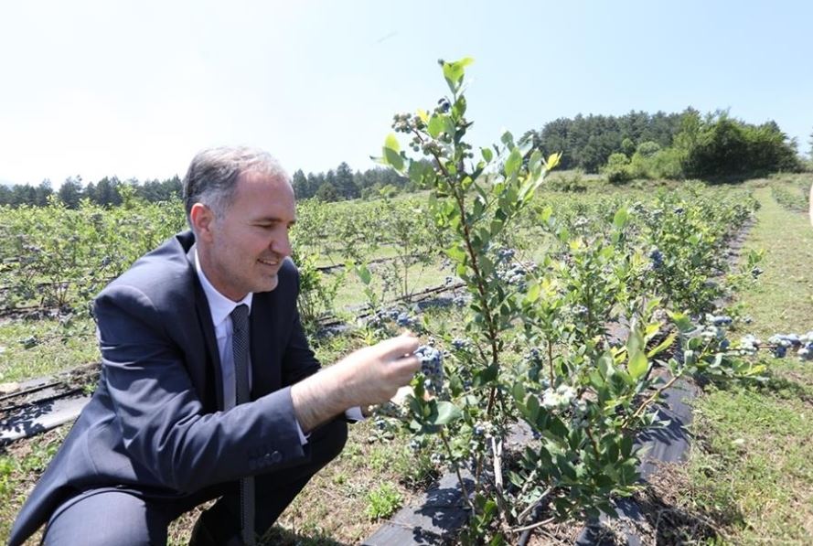 Yaban Mersininde Hedef 20 Bin Kilogram Rekolte