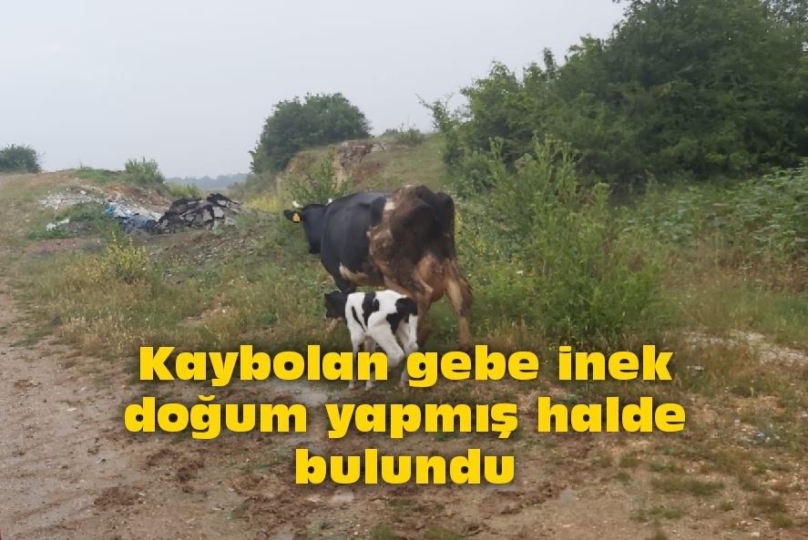 Kaybolan gebe inek doğum yapmış halde bulundu