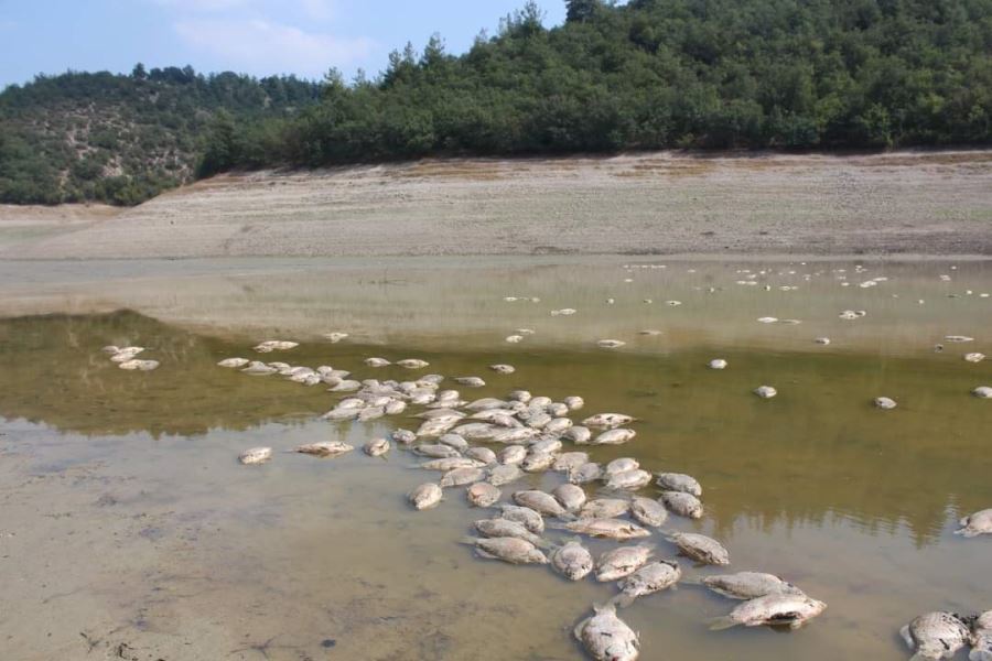 İnegöl’de balık ölümlerinin nedeni araştırılıyor