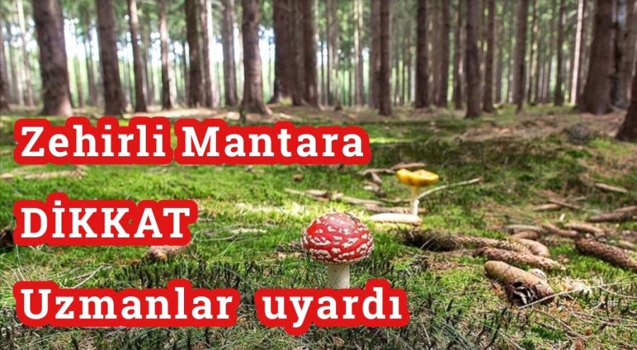 Mantar zehirlenmelerine karşı Uzmanlar yine uyardı