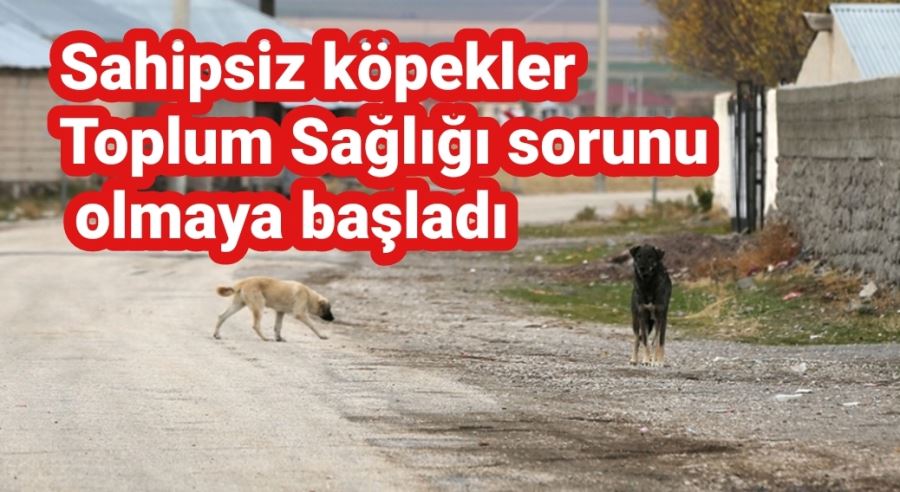 Sahipsiz köpekler Toplum Sağlığı sorunu olmaya başladı