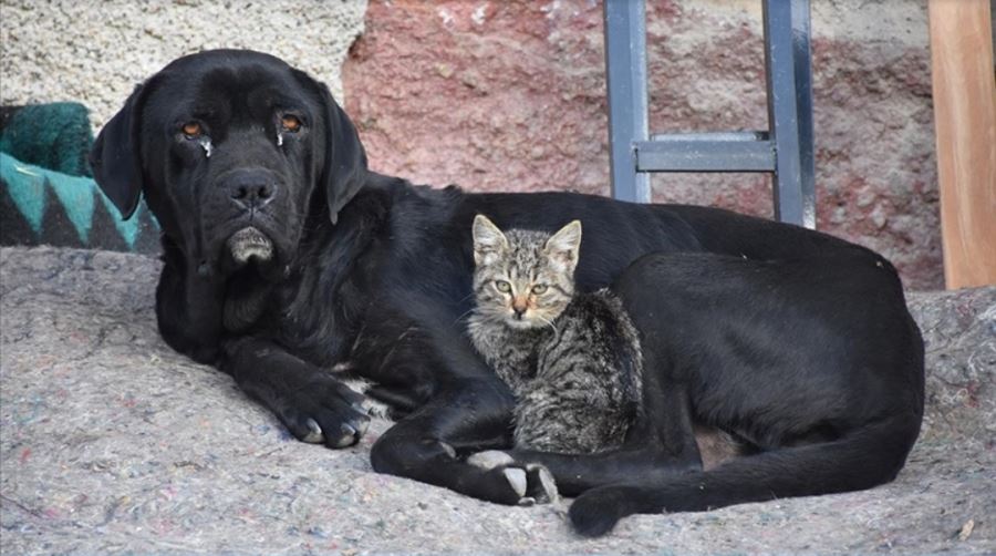 Yavruları ölen köpek,  kediyi annelik yapıyor