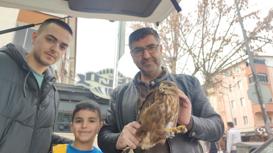 Yol karında bulunan yaralı yavru şahin İnegöl’de tedavi altına alındı