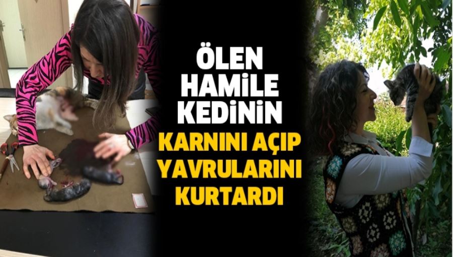 öLEN HAMiLE KEDiNiN KARNINI AÇIP YAVRULARINI KURTARDI