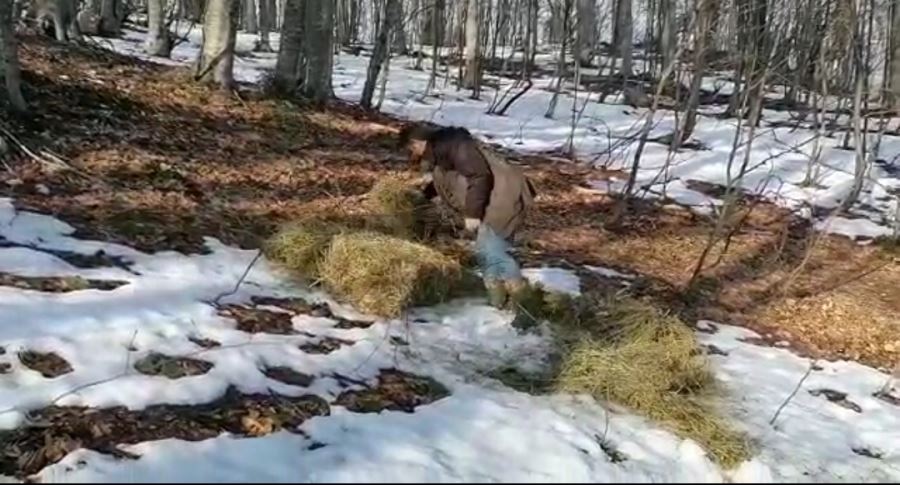 Orman Müdürlüğü Ekipleri Geyikleri özel olarak besliyor