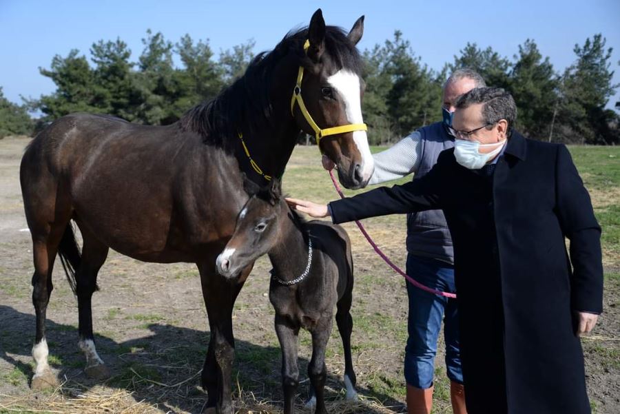 Safkan İngiliz tayı 80 bin 500 liraya satıldı