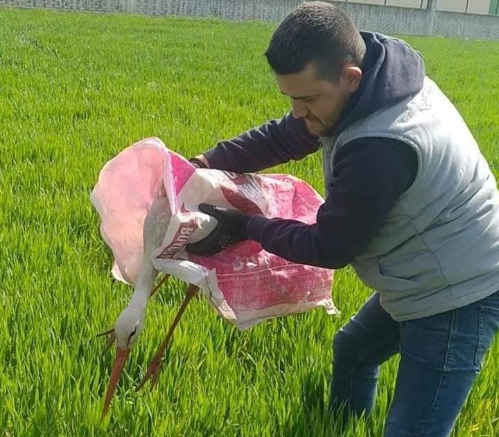 Yaralı leylek tedavi altına alındı