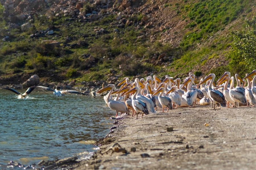 Göç yolundaki pelikanlar İnegöl’de