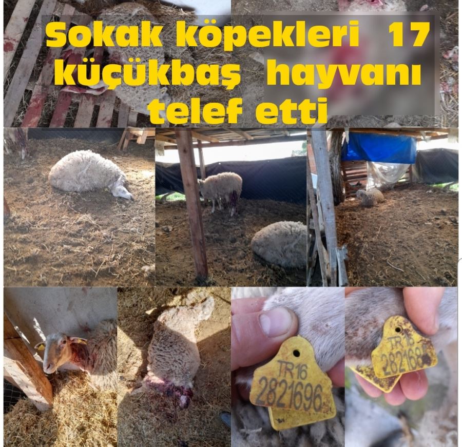 Sokak köpekleri 17 küçükbaş  hayvanı  telef etti