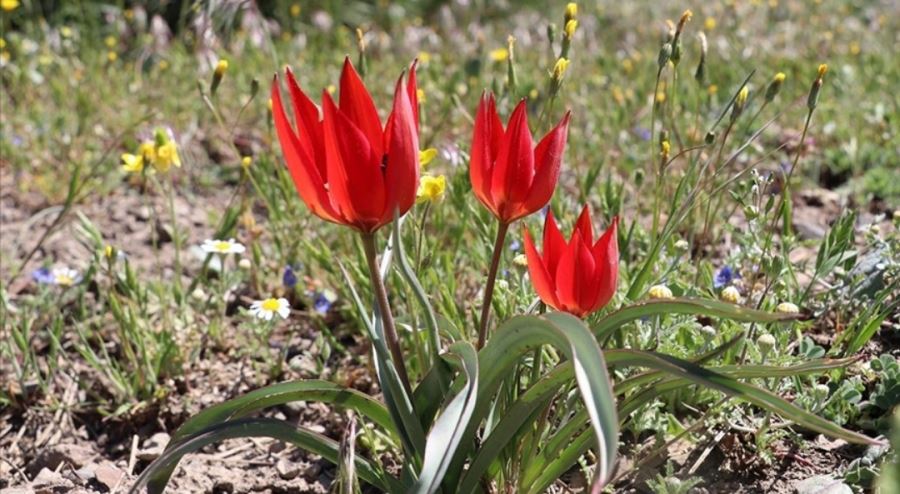 Yılda bir kez açan Manisa lalesi için görsel etkinlik düzenlendi