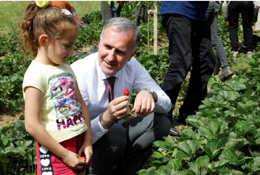 İnegöl’de Çilek Hasadı Başladı