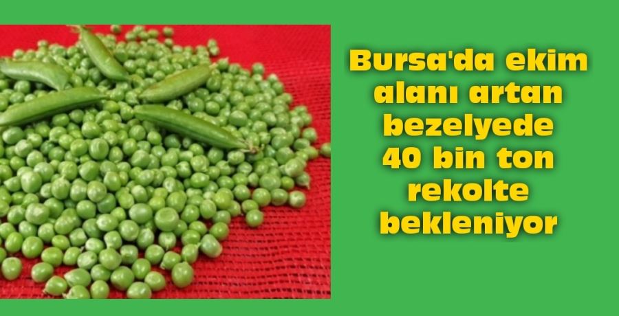 Bursa