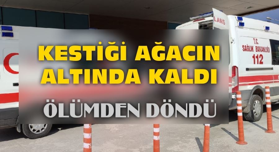 Kestiği ağacın altında kalan adam ölümden döndü