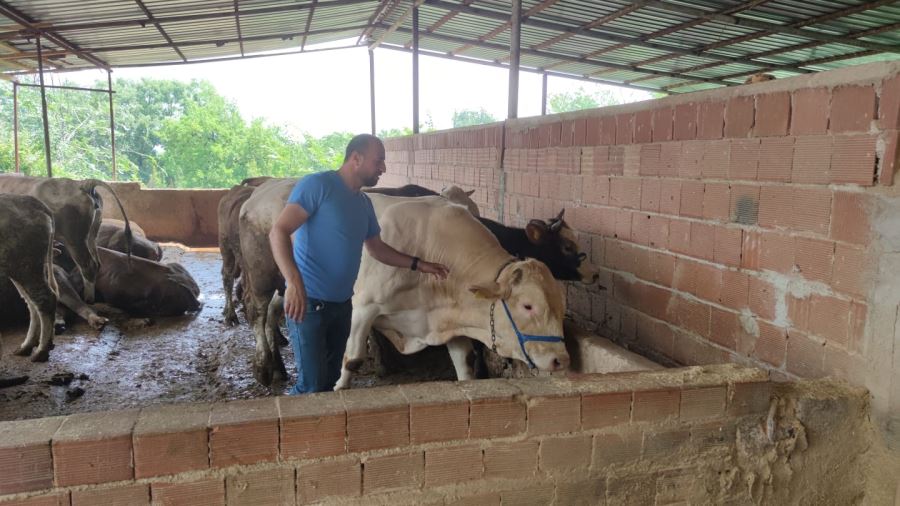 1.2 Tonluk ‘Poyraz’, 70 bin liradan satışa sunuldu