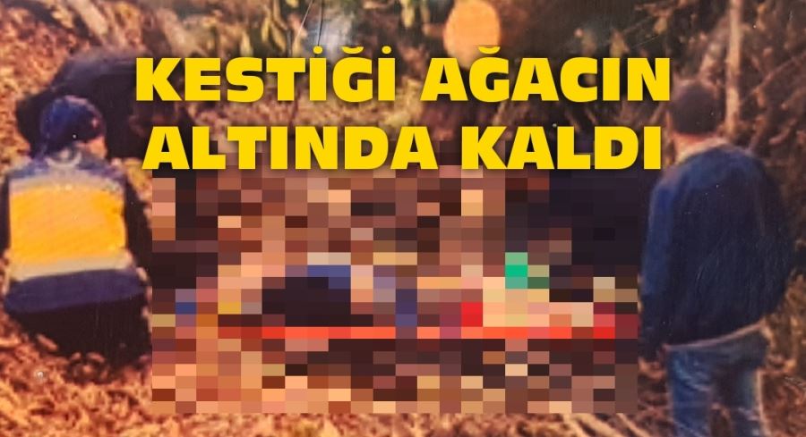 Kestiği ağacın altında kalan kişi hayatını kaybetti