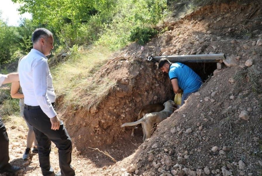 Sokak Canlıları İçin Doğal Yaşam Alanları Oluşturuldu