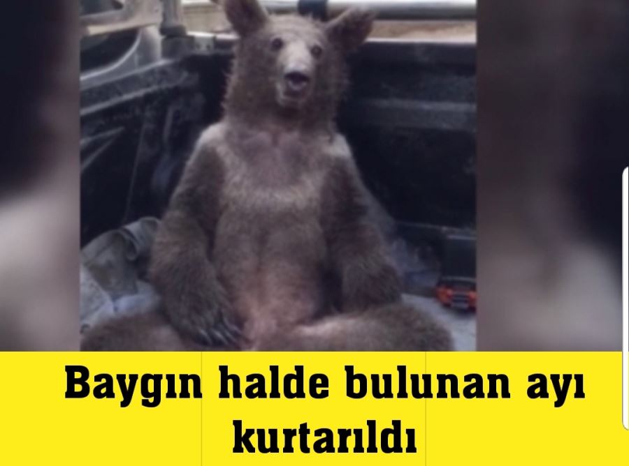 Baygın halde bulunan ayı kurtarıldı