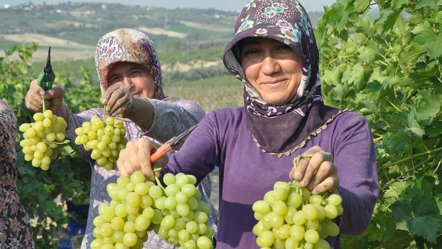 Üzüm hasadı sürüyor