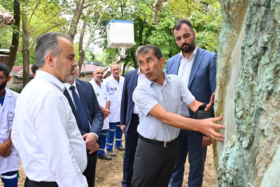 Asırlık çınarlar, ‘Çınar hekimleri’ ile güvende