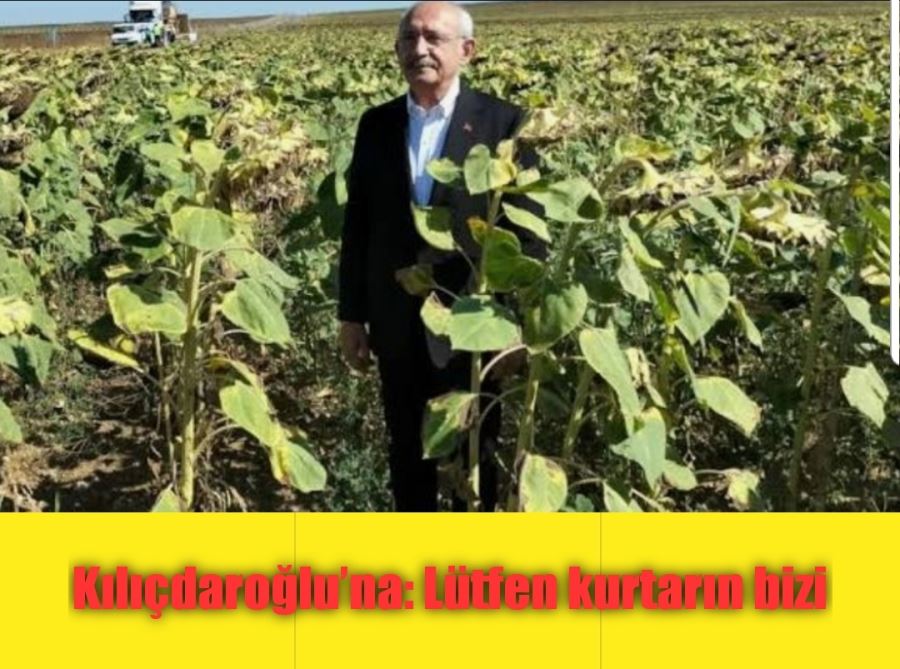 Ayçiçeği üreticisinden Kılıçdaroğlu’na: Lütfen kurtarın bizi