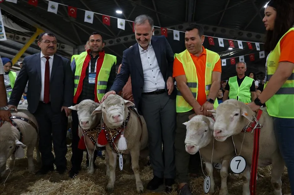 İnegöl’de Podyum Koç Ve Süs Tavuklarının