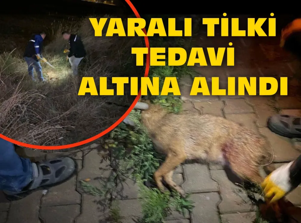 Yaralı tilki tedavi altına alındı