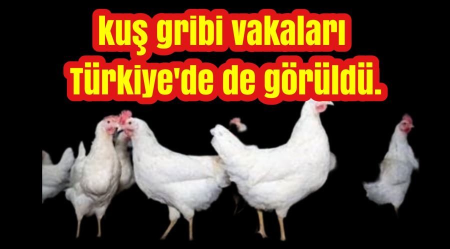 Kuş gribi vakaları Türkiye