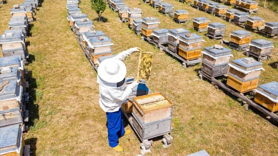 İnegöl Belediyesi 250 Adet Arı Kovanı Dağıtacak