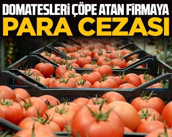 Kasa kasa domatesi çöpe atan firmaya para cezası