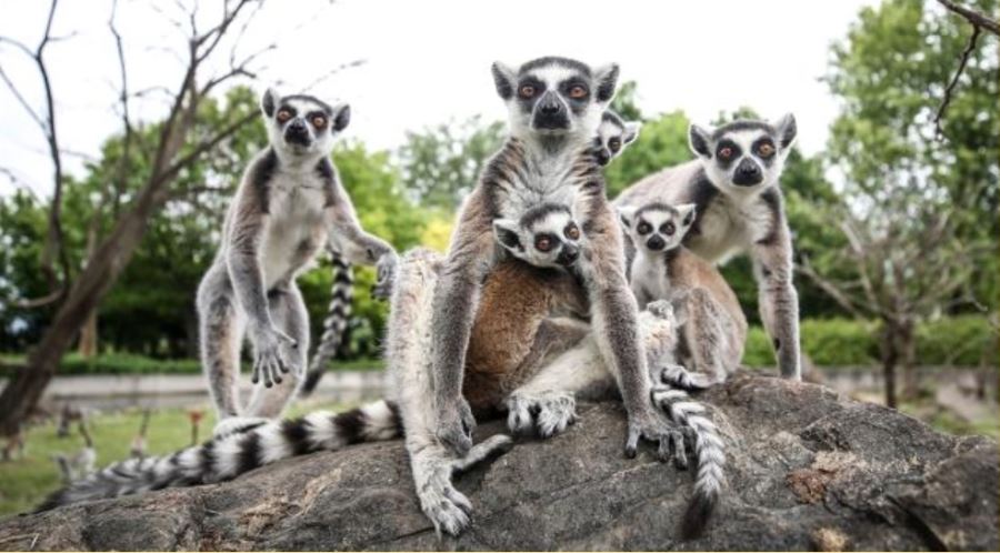 Bursa Hayvanat Bahçesi, Madagaskarlı 48 lemurun yaşam alanı oldu