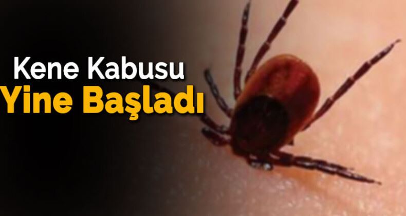 KENE KABUSU BAŞLADI!