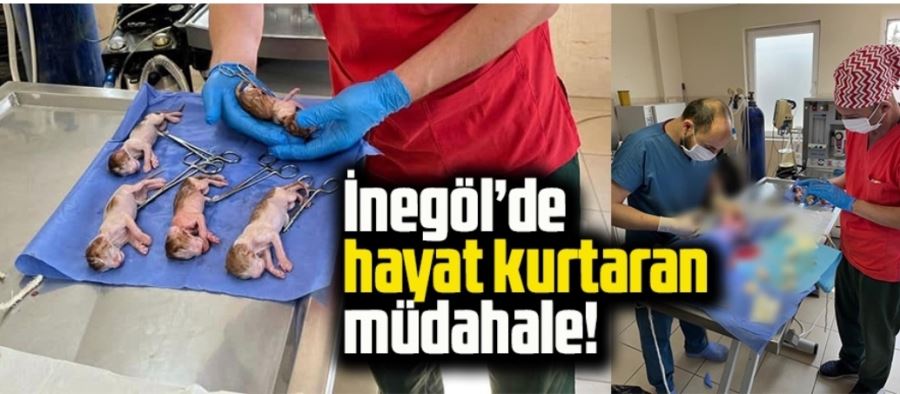 Doğum yapamayan kedinin imdadına belediye ekipleri yetişti