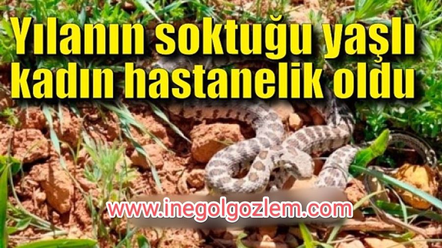 Bahçede yılan tarafından sokula kadın hastanelik oldu