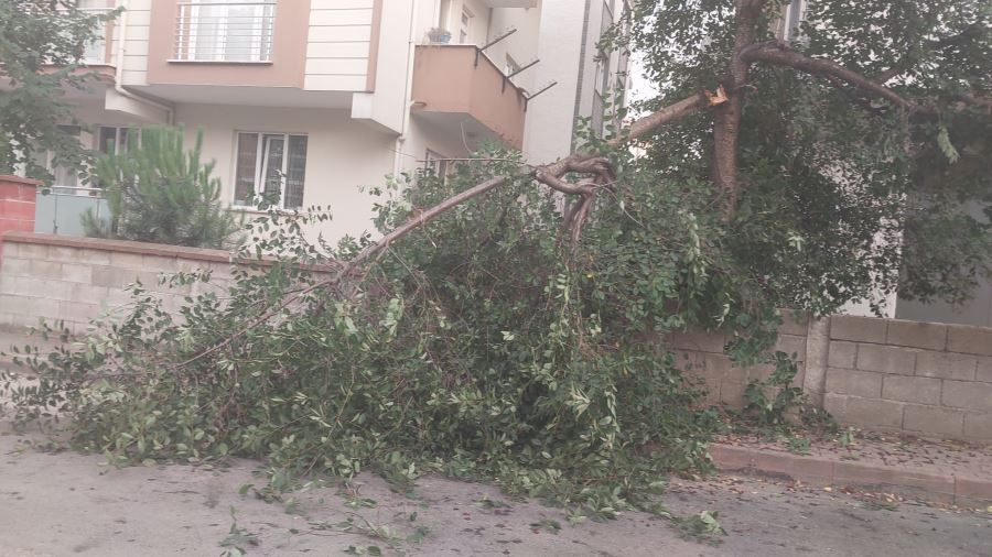 Kiraz toplarken dalın kırılması sonucu yaralandı 